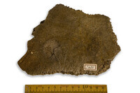 F 07430
<br/>
<br/>
<em></em>